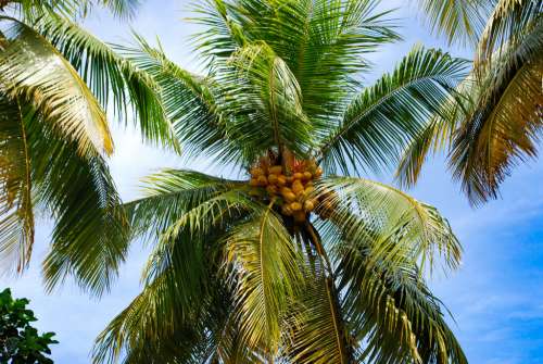 Palm Fruits
