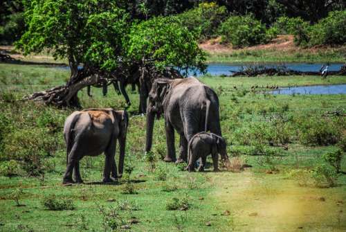 Elephant Family