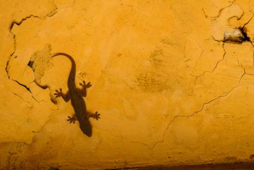 Gecko Lizard on a Yellow Wall