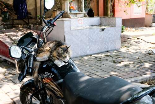 Cat Sitting on Motorcycle