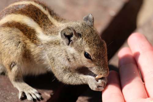 Closeup of a Chipmunk Eating from Tourist Hand