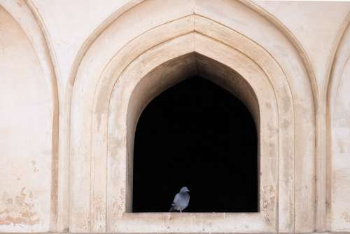 Pigeon Sitting in Front of an Old Window