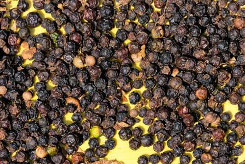 Raw Black Pepper on a Yellow Background