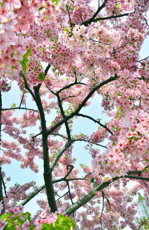 A Blossom Tree Against A Blue Sky Photo