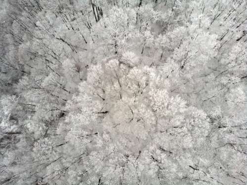 A Cluster Of Frosty Tree-Tops Photo