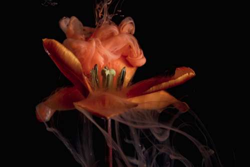 A Flower Begins To Seethe Red And Orange Plumes Photo
