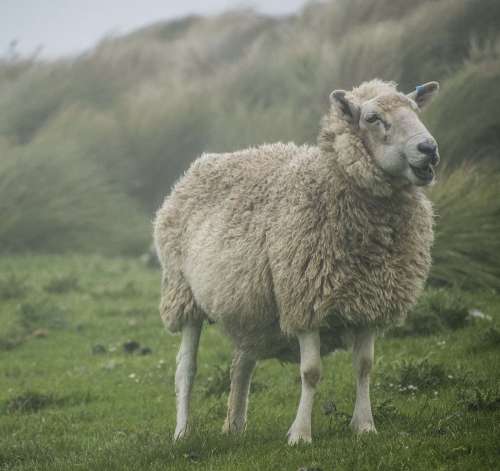 A Fluffy Sheep Smiles In A Windy Field Photo