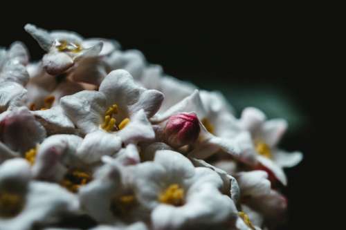 A Pink Bud In The Middle Of White Flowers Photo