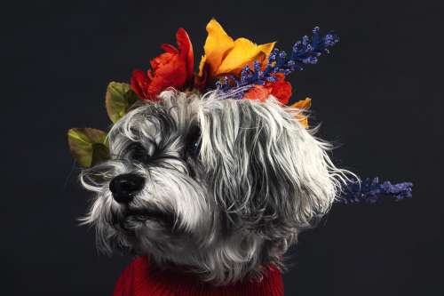 A Salt And Pepper Terrier Adorned With Flowers Photo