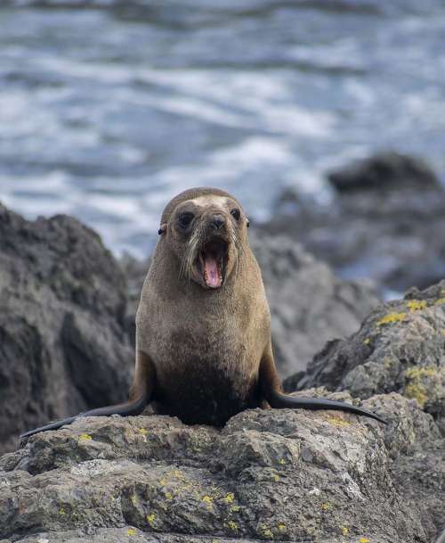 A Sea Lion Yawns By The Shoreline Photo