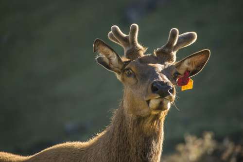 A Young Stag In The Sun Photo
