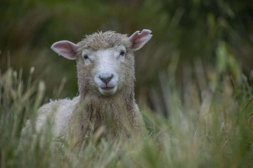 An Inquisitive Sheep Pops Up From The Long Grass Photo