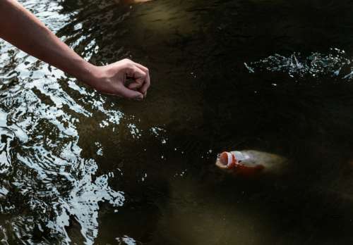 Arm Reaching Towards The Open Mouth Of A Koi Fish In A Pond Photo