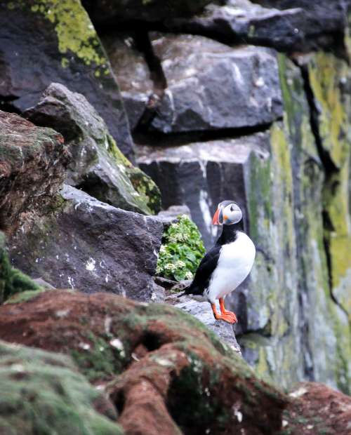 Atlantic Puffin Perched Atop Rocky Cliffs Covered In Moss Photo