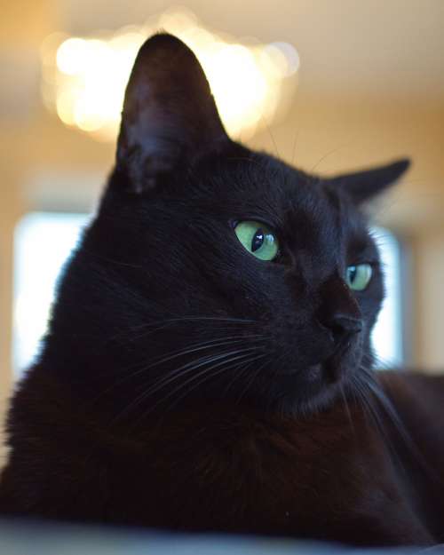 Black Cat With Green Eyes Photo