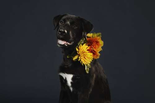 Black Lab Cross Wearing Flowers Photo