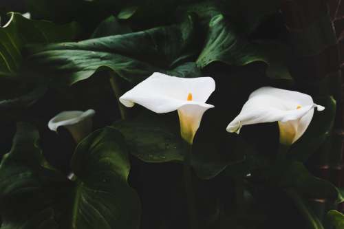Bright White Lily Against Green Leaves Photo