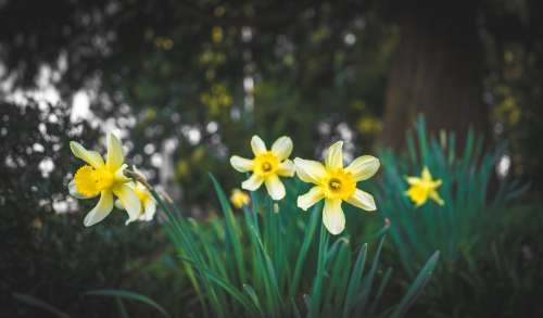 Bright Yellow Daffodils Surrounded By Lush Green Plants Photo
