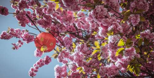 Chinese Lantern Hanging From Blossoming Flowers Photo