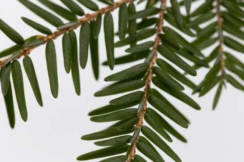 Close Up Of Needle-Like Leaves On Twig Photo