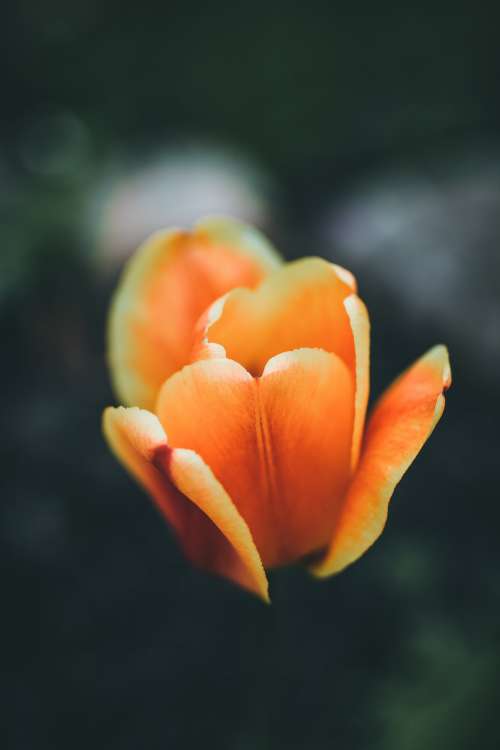 Close Up Of Orange Tulip Photo