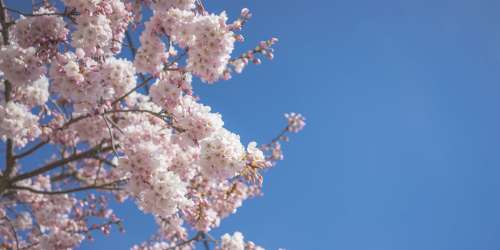 Delicate Pink And White Cherry Blossoms Against Blue Sky Photo