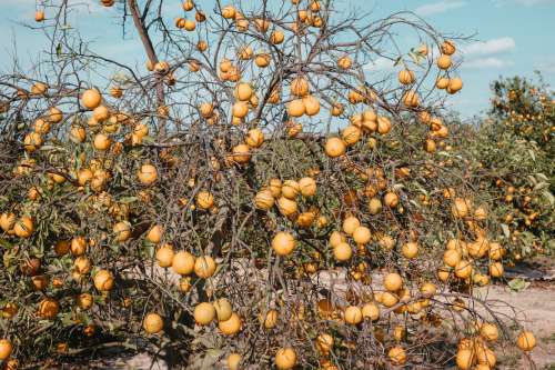 Dry Bare Branches Of Orange Tree Weighed Down With Fruit Photo