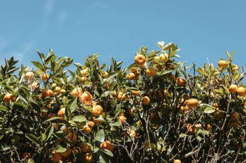 Florida Orange Orchard Branches Heavy With Juicy Fruit Photo