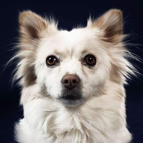 Fluffy Dog With Brown Eyes Photo