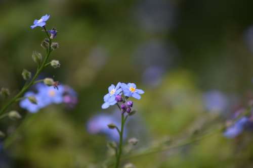 Forget-Me-Nots Photo