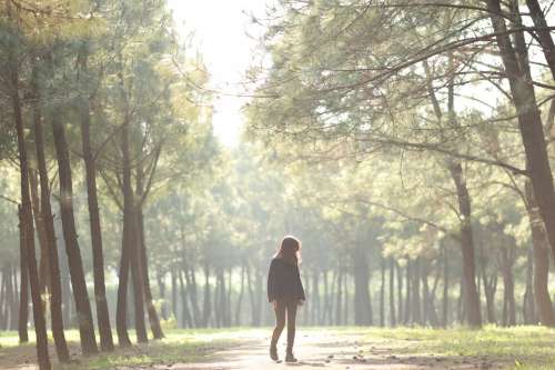 Girl Walks Through Sun Drenched Grove Filled With Pine Trees Photo