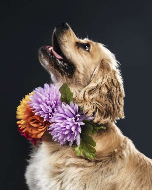 Golden Spaniel Dog Portrait Photo