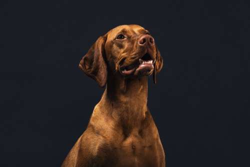 Hungarian Hound Dog Photo