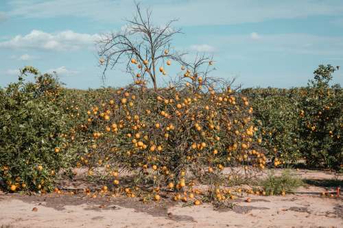 Leafless Orange Tree Drooping With Fruit In Florida Orchard Photo