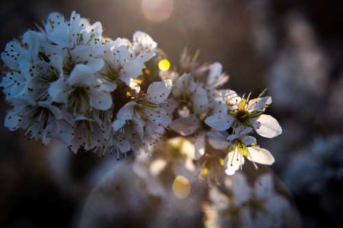 Lens Flare On Close Up Of White Flower Photo