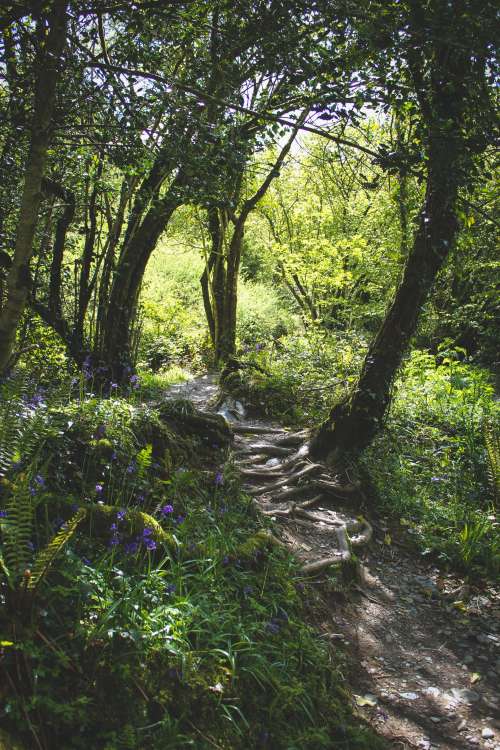 Lush Forest With Tree Root Covered Path And Purple Flowers Photo