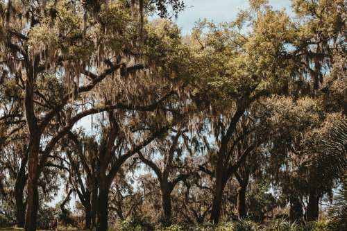Lush Green Oak And Palm Grove In Florida Photo
