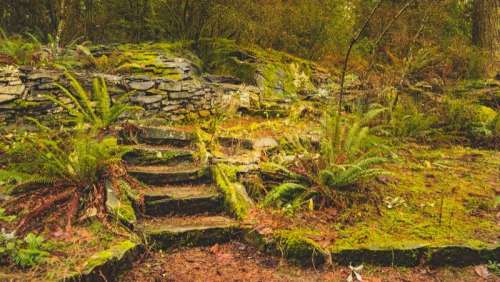 Lush Moss And Ferns Cover Natural Flagstone Stairs Photo