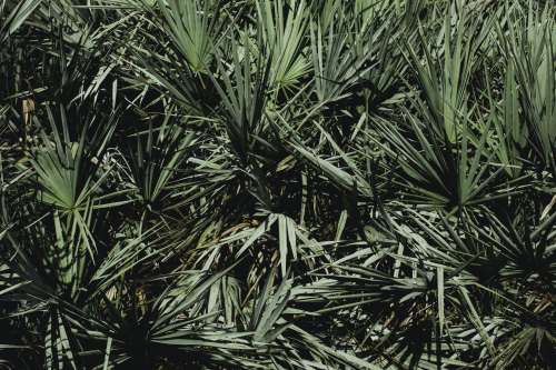 Lush Palm Fronds Crowded Together In Sunshine Photo