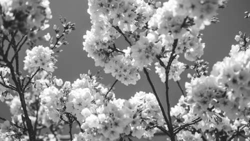 Monochromatic Cherry Blossoms In March Sunshine Photo