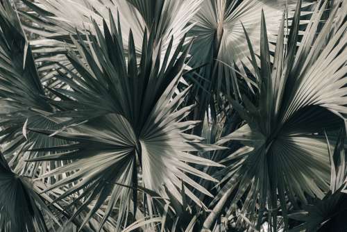 Palm Fronds Spiral And Twist Together In Florida Sunshine Photo