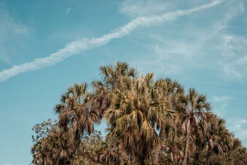 Palm Trees Cluster In Florida Grove Reach Toward Blue Skies Photo