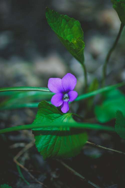 Purple Flower In Focus On The Ground Photo