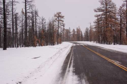 Road Through Snowy Woods Photo