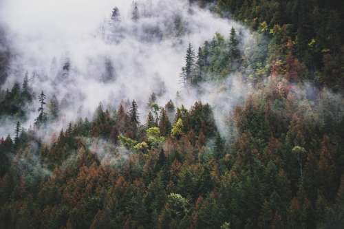 Rolling Fog Crawls Down Thick Forested Hills Photo