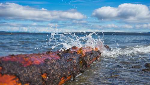 Seawater Crashes On Log Photo