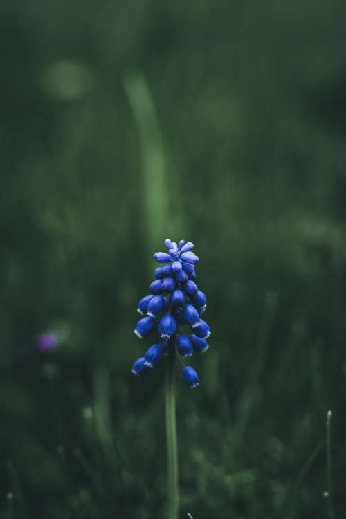 Single Grape Hyacinth Photo