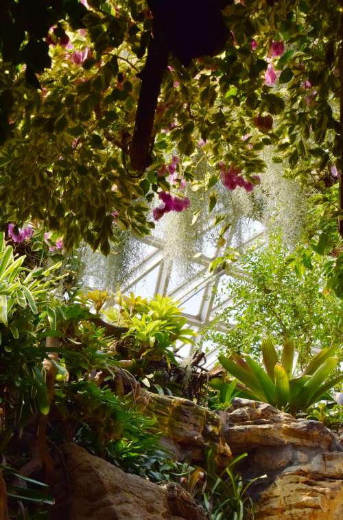 Sunlight Breaks Through The Green Thicket Of A Conservatory Photo