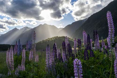 Sunlight Bursts Through Clouds To Set Hill And Flowers Ablaze Photo