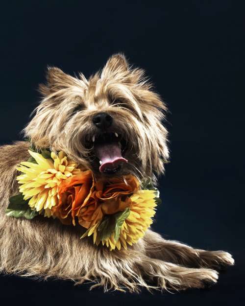 Terrier Wearing Flowers Photo